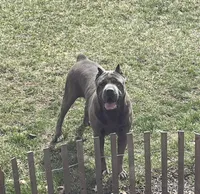 Neko, a female Cane Corso for sale in Spencerville, IN – Photo 8 of 8