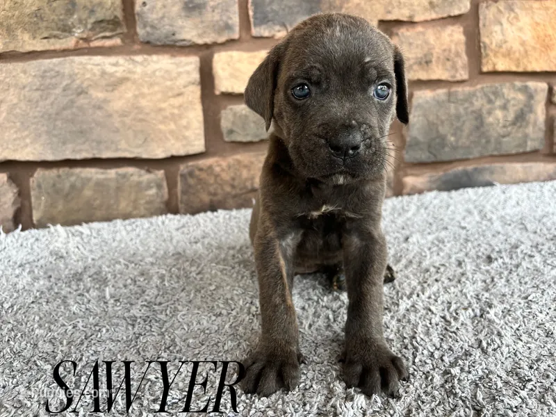 Sawyer – Cane Corso puppy for sale in Spencerville, IN