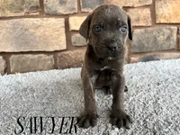 Sawyer, a male Cane Corso for sale in Spencerville, IN – 1 of 5