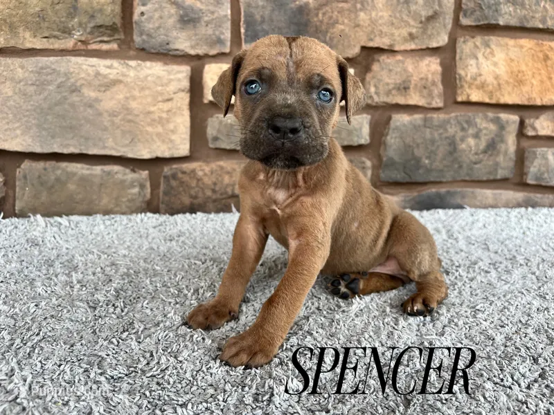 Spencer – Cane Corso puppy for sale in Spencerville, IN