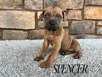 Spencer, a male Cane Corso for sale in Spencerville, IN – 1 of 5