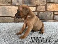 Spencer, a male Cane Corso for sale in Spencerville, IN – 5 of 5