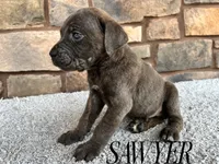 Sawyer, a male Cane Corso for sale in Spencerville, IN – 5 of 5