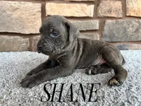 Shane, a male Cane Corso for sale in Spencerville, IN – 3 of 5