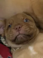 Lavender girl, a female Dogue de Bordeaux for sale in Lake Katrine, NY – 2 of 8