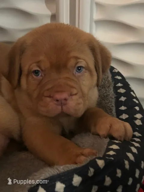 Dark purple girl – Dogue de Bordeaux puppy for sale in Lake Katrine, NY