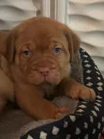 Dark purple girl, a female Dogue de Bordeaux for sale in Lake Katrine, NY – 1 of 7