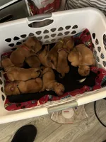 Dark purple girl, a female Dogue de Bordeaux for sale in Lake Katrine, NY – 4 of 9
