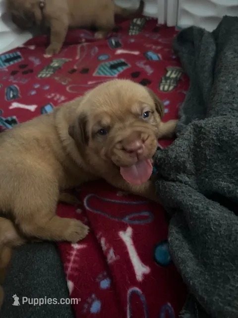 Lavender girl – Dogue de Bordeaux puppy for sale in Lake Katrine, NY