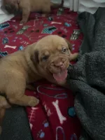Lavender girl, a female Dogue de Bordeaux for sale in Lake Katrine, NY – 5 of 8