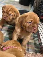 Dark purple girl, a female Dogue de Bordeaux for sale in Lake Katrine, NY – 3 of 7