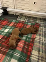 Red boy, a male Dogue de Bordeaux for sale in Lake Katrine, NY – 3 of 5