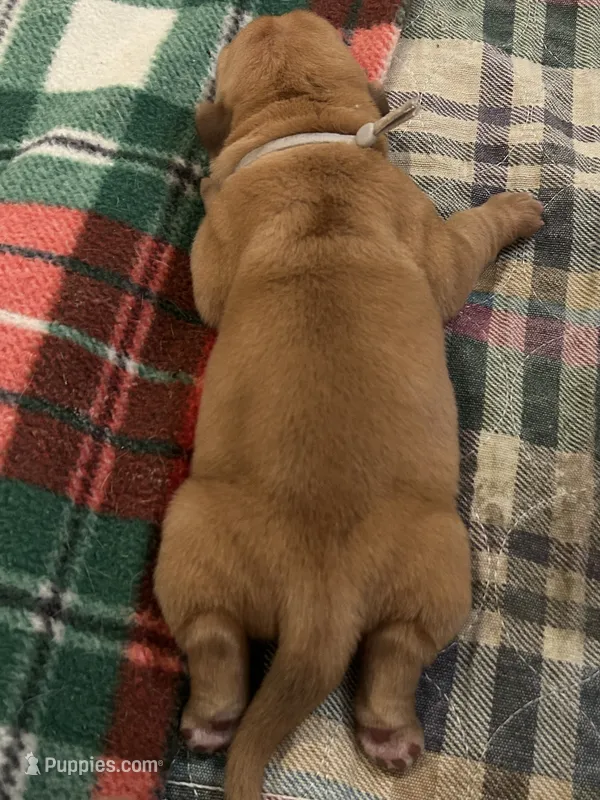 Grey boy – Dogue de Bordeaux puppy for sale in Lake Katrine, NY