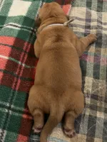 Grey boy, a male Dogue de Bordeaux for sale in Lake Katrine, NY – 1 of 6