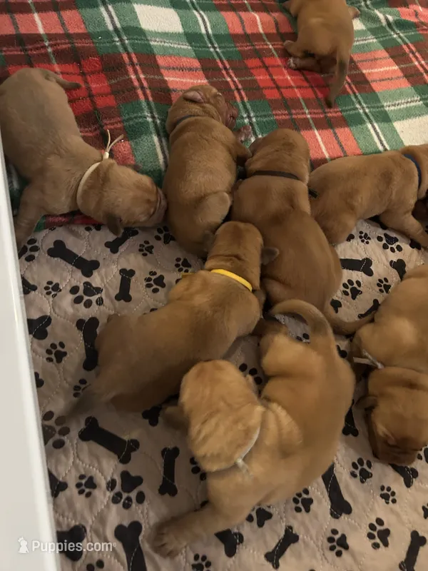 Teal girl – Dogue de Bordeaux puppy for sale in Lake Katrine, NY