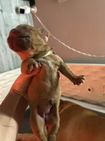 Teal girl, a female Dogue de Bordeaux for sale in Lake Katrine, NY – 2 of 7