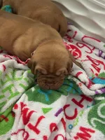 Pink girl, a female Dogue de Bordeaux for sale in Lake Katrine, NY – 2 of 5