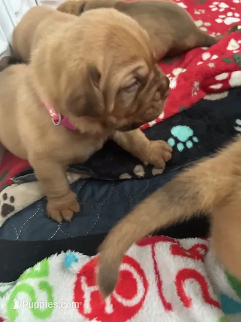 Pink girl – Dogue de Bordeaux puppy for sale in Lake Katrine, NY