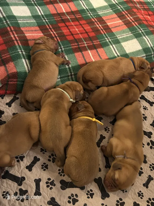 Yellow male – Dogue de Bordeaux puppy for sale in Lake Katrine, NY
