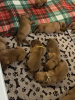 Yellow male, a male Dogue de Bordeaux for sale in Lake Katrine, NY – 4 of 6