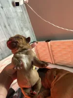 Lavender girl, a female Dogue de Bordeaux for sale in Lake Katrine, NY – 2 of 7