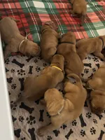 Brown boy, a male Dogue de Bordeaux for sale in Lake Katrine, NY – 2 of 8