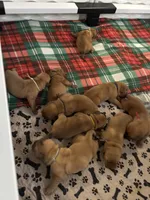 Lavender girl, a female Dogue de Bordeaux for sale in Lake Katrine, NY – 3 of 7