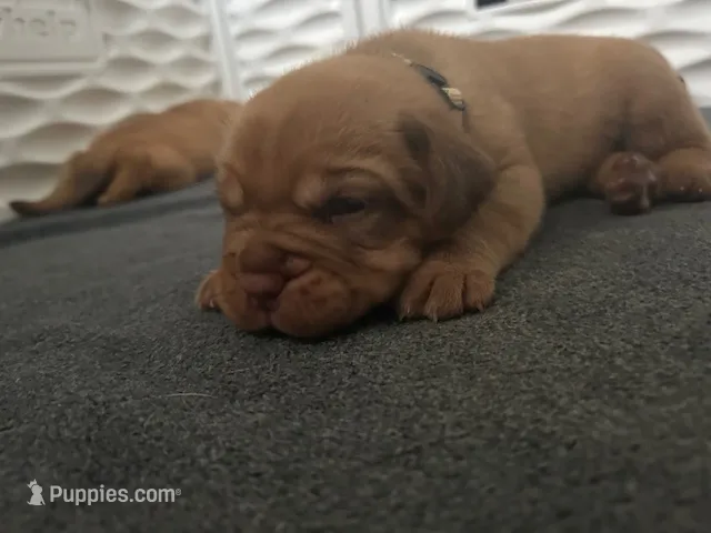 White boy – Dogue de Bordeaux puppy for sale in Lake Katrine, NY