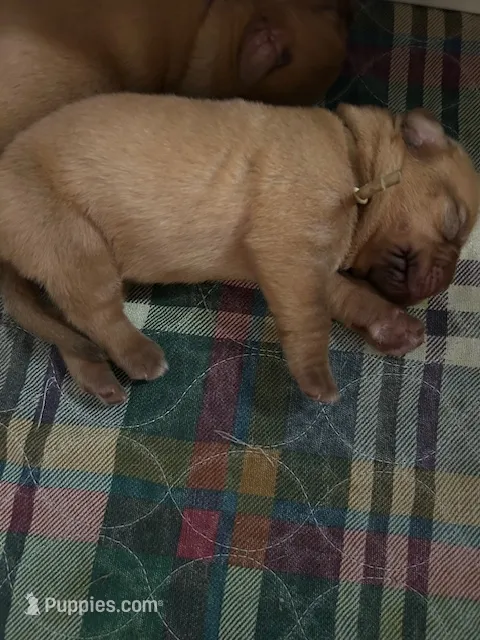 White male – Dogue de Bordeaux puppy for sale in Lake Katrine, NY