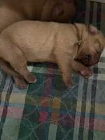 White male, a male Dogue de Bordeaux for sale in Lake Katrine, NY – 1 of 5