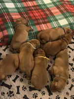 Lavender girl, a female Dogue de Bordeaux for sale in Lake Katrine, NY – 5 of 7