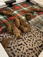 Blue male, a male Dogue de Bordeaux for sale in Lake Katrine, NY – 4 of 6