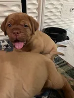 Lavender girl, a female Dogue de Bordeaux for sale in Lake Katrine, NY – 1 of 8