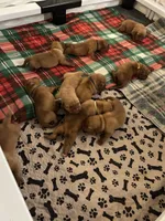 Dark purple girl, a female Dogue de Bordeaux for sale in Lake Katrine, NY – 6 of 9