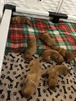 Teal girl, a female Dogue de Bordeaux for sale in Lake Katrine, NY – 3 of 7