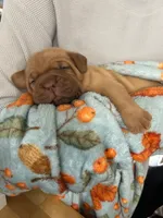 Blue male, a male Dogue de Bordeaux for sale in Lake Katrine, NY – 5 of 7