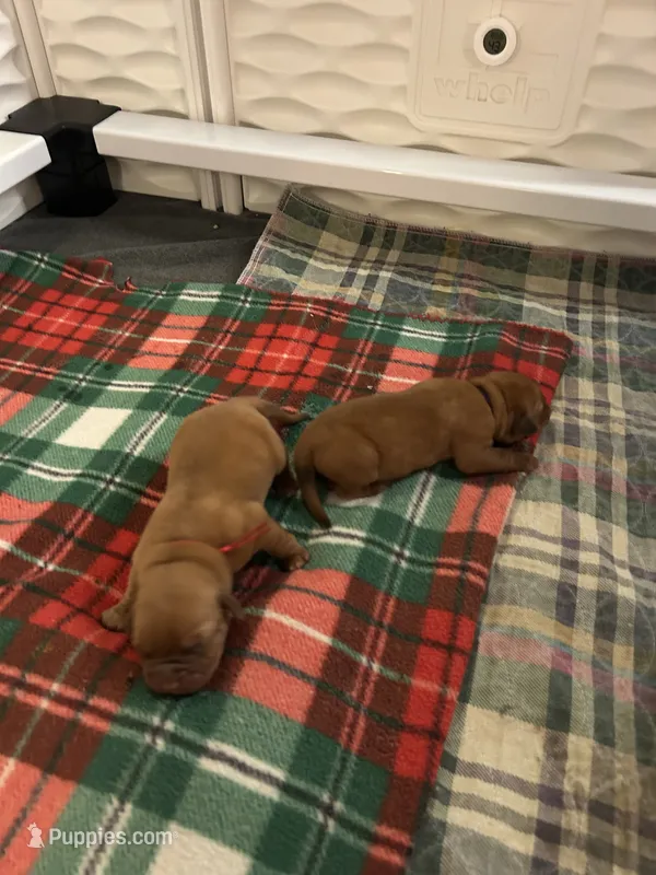 Dark purple girl – Dogue de Bordeaux puppy for sale in Lake Katrine, NY