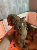 Dark purple girl, a female Dogue de Bordeaux for sale in Lake Katrine, NY – 3 of 9