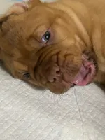 Lavender girl, a female Dogue de Bordeaux for sale in Lake Katrine, NY – 4 of 8