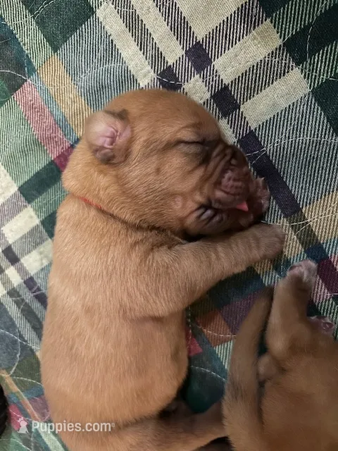 Red boy – Dogue de Bordeaux puppy for sale in Lake Katrine, NY