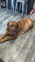 Brown boy, a male Dogue de Bordeaux for sale in Lake Katrine, NY – 6 of 8