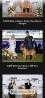 Yellow male, a male Dogue de Bordeaux for sale in Lake Katrine, NY – 6 of 6