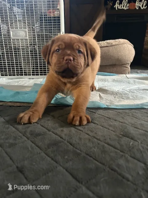 Pink girl – Dogue de Bordeaux puppy for sale in Lake Katrine, NY