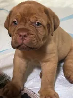 Blue male, a male Dogue de Bordeaux for sale in Lake Katrine, NY – 3 of 7