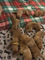 Teal girl, a female Dogue de Bordeaux for sale in Lake Katrine, NY – 4 of 7
