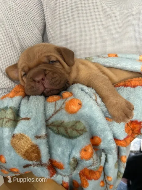 Blue male – Dogue de Bordeaux puppy for sale in Lake Katrine, NY