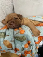 Blue male, a male Dogue de Bordeaux for sale in Lake Katrine, NY – 4 of 7