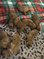 Brown boy, a male Dogue de Bordeaux for sale in Lake Katrine, NY – 4 of 8
