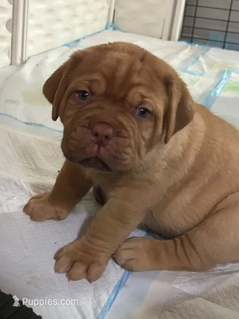 Brown male – Dogue de Bordeaux puppy for sale in Lake Katrine, NY