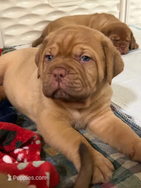 White boy – Dogue de Bordeaux puppy for sale in Lake Katrine, NY